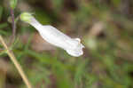 Eastern whiteflower beardtongue